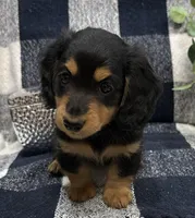 Gabby, a female Miniature Dachshund for sale in Whitesboro, TX – Photo 2 of 9