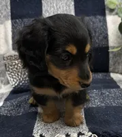 Gabby, a female Miniature Dachshund for sale in Whitesboro, TX – Photo 4 of 9