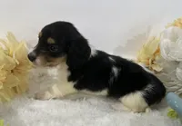 Trace, a male Miniature Dachshund for sale in Whitesboro, TX – 4 of 9