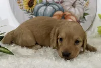 Autumn, a female Miniature Dachshund for sale in Whitesboro, TX – 5 of 9