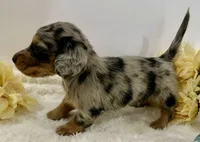 Journey, a male Miniature Dachshund for sale in Whitesboro, TX – 9 of 10