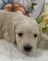 Olivia, a female Miniature Dachshund for sale in Whitesboro, TX – 1 of 9