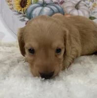 Autumn, a female Miniature Dachshund for sale in Whitesboro, TX – 7 of 9