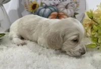 Angel, a female Miniature Dachshund for sale in Whitesboro, TX – 2 of 3