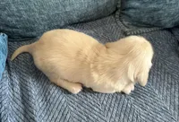 Bentley, a male Miniature Dachshund for sale in Whitesboro, TX – Photo 8 of 8