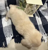 Bentley, a male Miniature Dachshund for sale in Whitesboro, TX – Photo 2 of 9