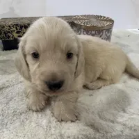 Bentley, a male Miniature Dachshund for sale in Whitesboro, TX – Photo 5 of 9