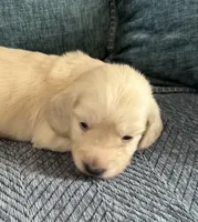 Bentley, a male Miniature Dachshund for sale in Whitesboro, TX – Photo 3 of 8