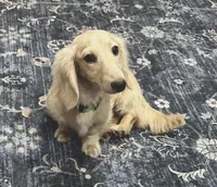 Bentley, a male Miniature Dachshund for sale in Whitesboro, TX – Photo 9 of 9