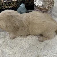 Bentley, a male Miniature Dachshund for sale in Whitesboro, TX – Photo 7 of 9