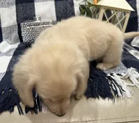 Bentley, a male Miniature Dachshund for sale in Whitesboro, TX – Photo 3 of 9