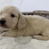 Bentley, a male Miniature Dachshund for sale in Whitesboro, TX – Photo 4 of 9