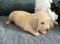 Bentley, a male Miniature Dachshund for sale in Whitesboro, TX – Photo 4 of 8