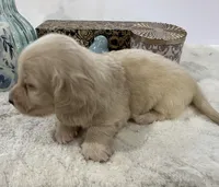 Bentley, a male Miniature Dachshund for sale in Whitesboro, TX – Photo 6 of 9