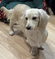 Bentley, a male Miniature Dachshund for sale in Whitesboro, TX – Photo 8 of 9