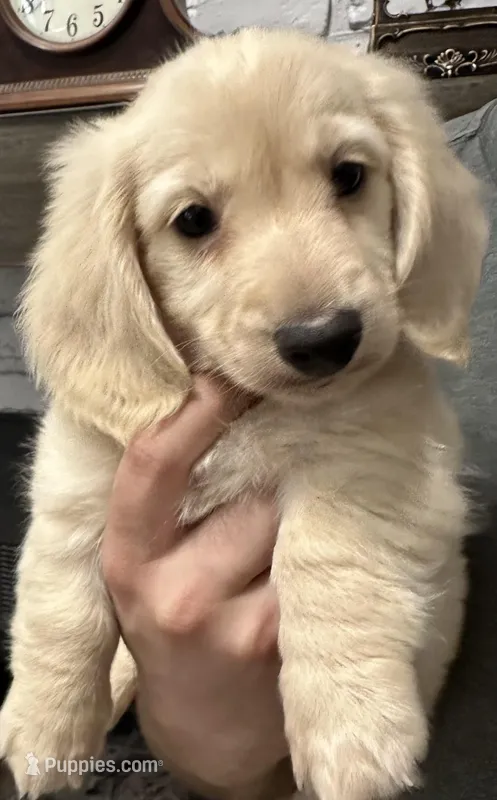 Bentley – Miniature Dachshund puppy for sale in Whitesboro, TX