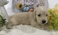 Olivia, a female Miniature Dachshund for sale in Whitesboro, TX – 2 of 9