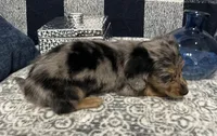 Sterling, a male Miniature Dachshund for sale in Whitesboro, TX – 8 of 9