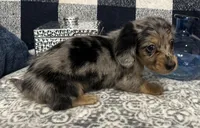 Sterling, a male Miniature Dachshund for sale in Whitesboro, TX – 2 of 9