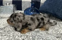 Sterling, a male Miniature Dachshund for sale in Whitesboro, TX – 4 of 9