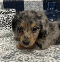 Sterling, a male Miniature Dachshund for sale in Whitesboro, TX – 3 of 9
