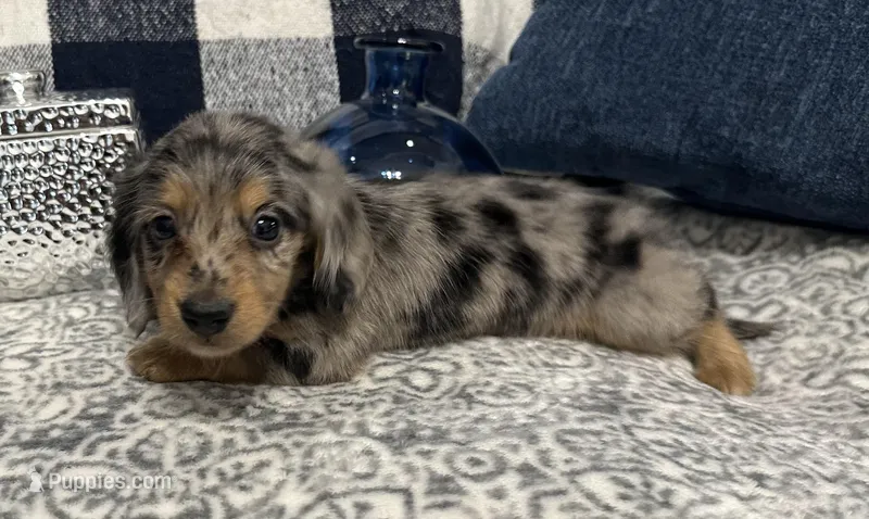 Sterling – Miniature Dachshund puppy for sale in Whitesboro, TX