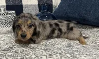 Sterling, a male Miniature Dachshund for sale in Whitesboro, TX – 1 of 9