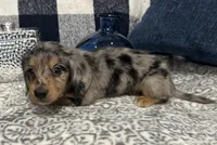 Sterling, a male Miniature Dachshund for sale in Whitesboro, TX – 7 of 9