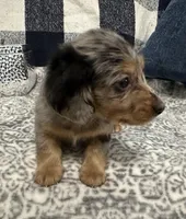 Sterling, a male Miniature Dachshund for sale in Whitesboro, TX – 5 of 9