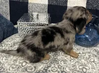 Sterling, a male Miniature Dachshund for sale in Whitesboro, TX – 6 of 9
