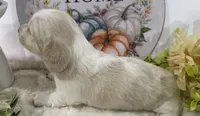 Angel Hold, a female Miniature Dachshund for sale in Whitesboro, TX – 3 of 7