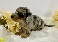 Journey, a male Miniature Dachshund for sale in Whitesboro, TX – 2 of 10