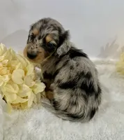 Journey, a male Miniature Dachshund for sale in Whitesboro, TX – 4 of 10