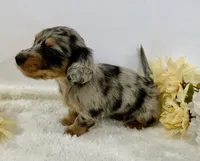 Journey, a male Miniature Dachshund for sale in Whitesboro, TX – 3 of 10