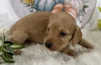 Autumn, a female Miniature Dachshund for sale in Whitesboro, TX – 2 of 9