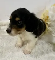 Trace, a male Miniature Dachshund for sale in Whitesboro, TX – 2 of 9