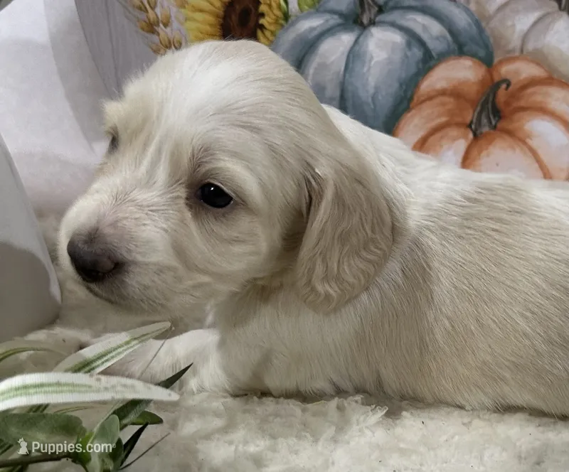 Angel – Miniature Dachshund puppy for sale in Whitesboro, TX