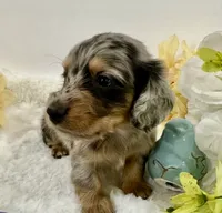 Journey, a male Miniature Dachshund for sale in Whitesboro, TX – 5 of 10