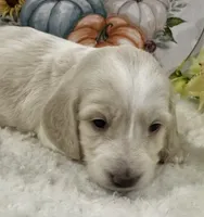 Angel Hold, a female Miniature Dachshund for sale in Whitesboro, TX – 7 of 7
