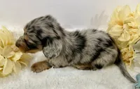 Journey, a male Miniature Dachshund for sale in Whitesboro, TX – 7 of 10