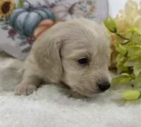 Olivia, a female Miniature Dachshund for sale in Whitesboro, TX – 7 of 9