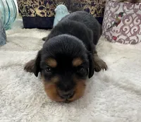 Gabby, a female Miniature Dachshund for sale in Whitesboro, TX – Photo 1 of 2