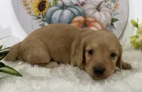 Autumn, a female Miniature Dachshund for sale in Whitesboro, TX – 9 of 9