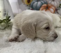 Angel Hold, a female Miniature Dachshund for sale in Whitesboro, TX – 4 of 7