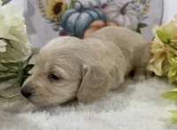 Olivia, a female Miniature Dachshund for sale in Whitesboro, TX – 8 of 9