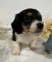 Trace, a male Miniature Dachshund for sale in Whitesboro, TX – 6 of 9