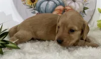Autumn, a female Miniature Dachshund for sale in Whitesboro, TX – 8 of 9