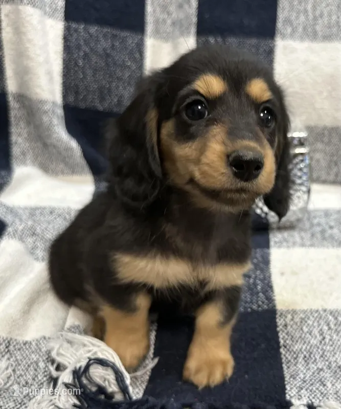 Chrissy – Miniature Dachshund puppy for sale in Whitesboro, TX