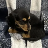 Chrissy, a female Miniature Dachshund for sale in Whitesboro, TX – Photo 2 of 6