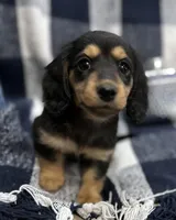 Chrissy, a female Miniature Dachshund for sale in Whitesboro, TX – Photo 3 of 6